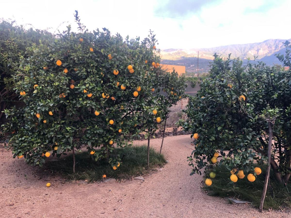 Afrikan Krisant Tenerife, Casa Rural Ecologica Arafo Buitenkant foto