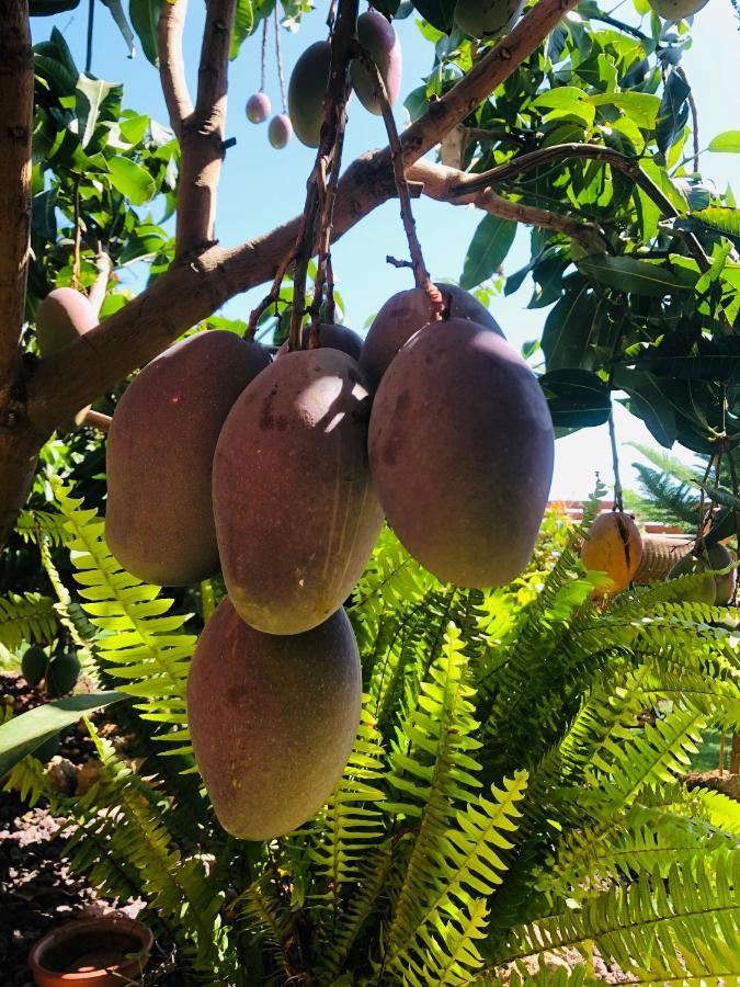Afrikan Krisant Tenerife, Casa Rural Ecologica Arafo Buitenkant foto