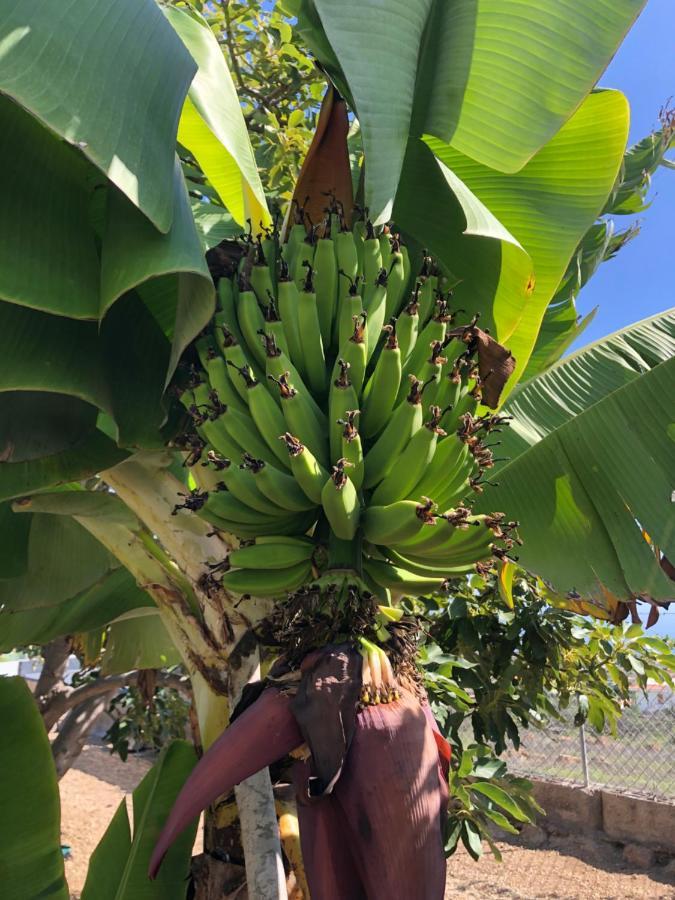 Afrikan Krisant Tenerife, Casa Rural Ecologica Arafo Buitenkant foto