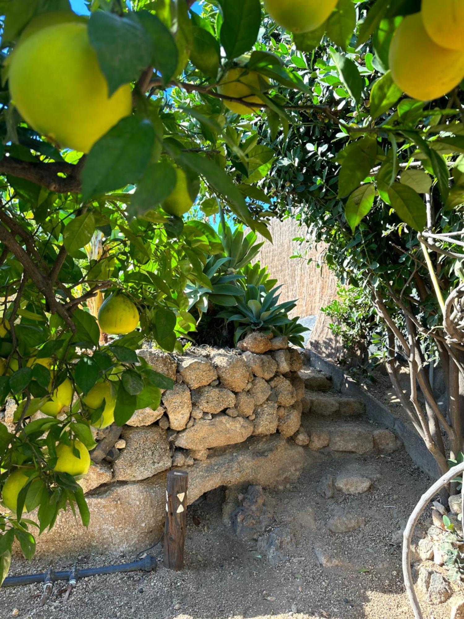 Afrikan Krisant Tenerife, Casa Rural Ecologica Arafo Buitenkant foto
